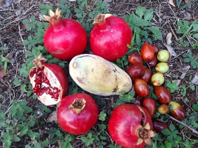 Fabio Flego uspješno uzgaja egzotično voće usred Pule