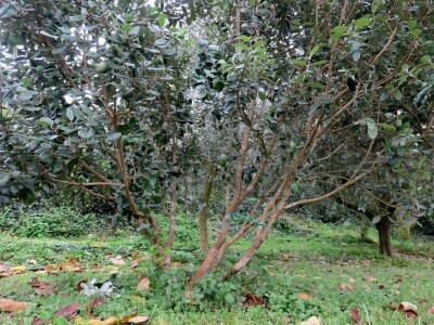 Fabio Flego uspješno uzgaja egzotično voće usred Pule