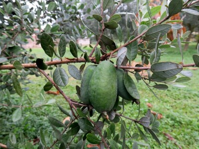 Fabio Flego uspješno uzgaja egzotično voće usred Pule