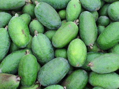 Fabio Flego uspješno uzgaja egzotično voće usred Pule