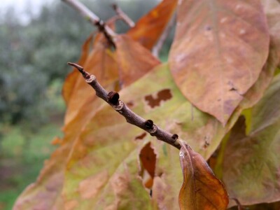 Fabio Flego uspješno uzgaja egzotično voće usred Pule