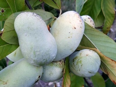 Fabio Flego uspješno uzgaja egzotično voće usred Pule