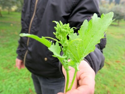 Fabio Flego uspješno uzgaja egzotično voće usred Pule
