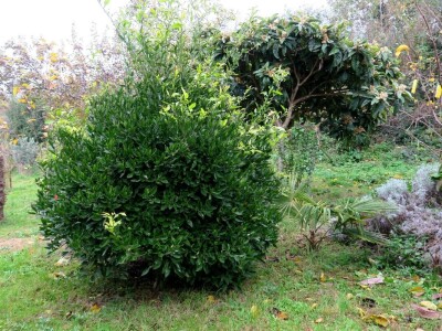 Fabio Flego uspješno uzgaja egzotično voće usred Pule