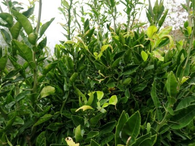 Fabio Flego uspješno uzgaja egzotično voće usred Pule