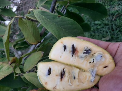 Fabio Flego uspješno uzgaja egzotično voće usred Pule