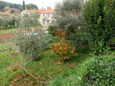 Fabio Flego uspješno uzgaja egzotično voće usred Pule