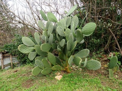 Fabio Flego uspješno uzgaja egzotično voće usred Pule