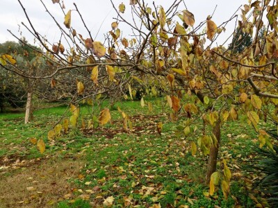 Fabio Flego uspješno uzgaja egzotično voće usred Pule