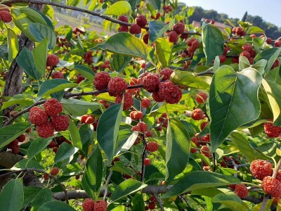 Fabio Flego uspješno uzgaja egzotično voće usred Pule