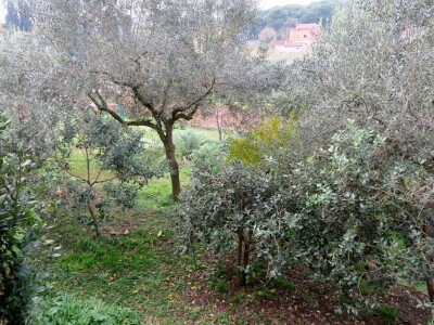 Fabio Flego uspješno uzgaja egzotično voće usred Pule