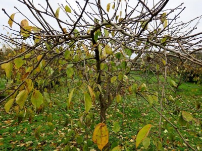 Fabio Flego uspješno uzgaja egzotično voće usred Pule