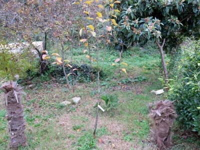 Fabio Flego uspješno uzgaja egzotično voće usred Pule