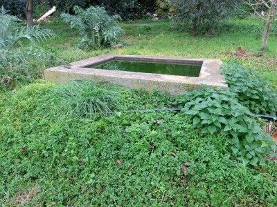 Fabio Flego uspješno uzgaja egzotično voće usred Pule