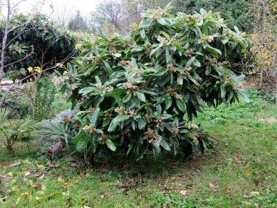 Fabio Flego uspješno uzgaja egzotično voće usred Pule