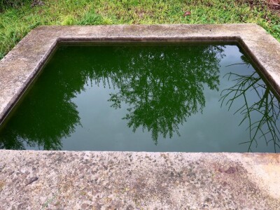 Fabio Flego uspješno uzgaja egzotično voće usred Pule