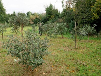 Fabio Flego uspješno uzgaja egzotično voće usred Pule