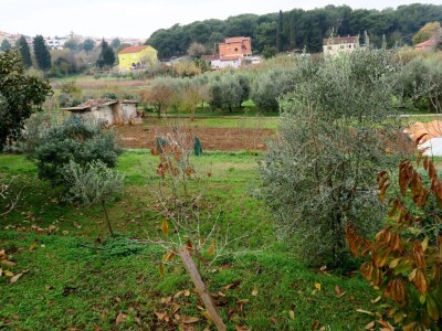 Fabio Flego uspješno uzgaja egzotično voće usred Pule