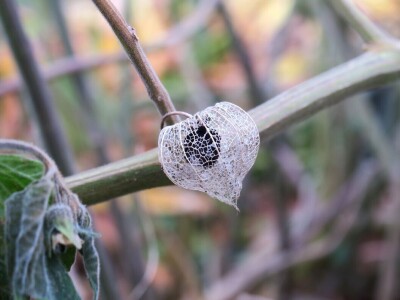 Fabio Flego uspješno uzgaja egzotično voće usred Pule
