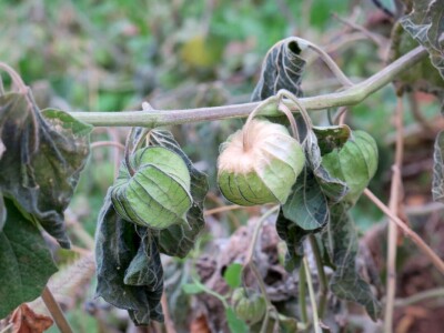 Fabio Flego uspješno uzgaja egzotično voće usred Pule