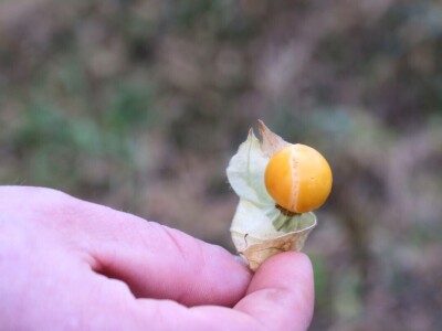 Fabio Flego uspješno uzgaja egzotično voće usred Pule