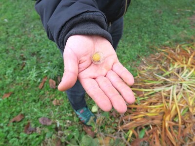 Fabio Flego uspješno uzgaja egzotično voće usred Pule