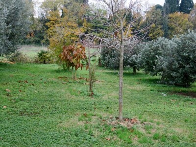 Fabio Flego uspješno uzgaja egzotično voće usred Pule