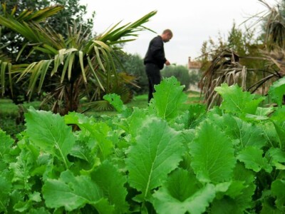 Fabio Flego uspješno uzgaja egzotično voće usred Pule