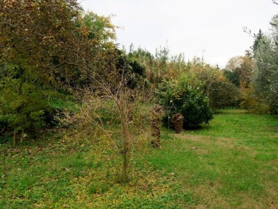 Fabio Flego uspješno uzgaja egzotično voće usred Pule