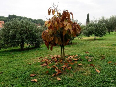 Fabio Flego uspješno uzgaja egzotično voće usred Pule