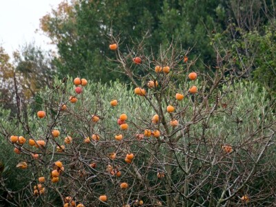 Fabio Flego uspješno uzgaja egzotično voće usred Pule