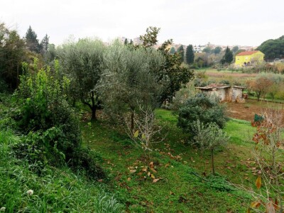 Fabio Flego uspješno uzgaja egzotično voće usred Pule