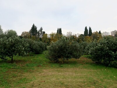 Fabio Flego uspješno uzgaja egzotično voće usred Pule
