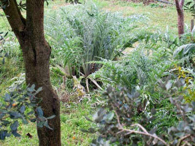 Fabio Flego uspješno uzgaja egzotično voće usred Pule