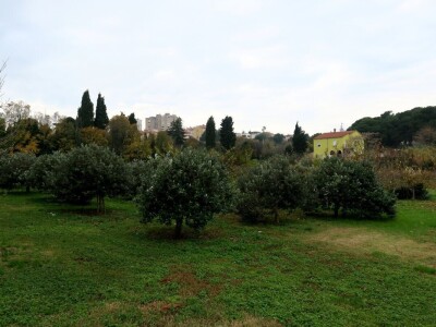 Fabio Flego uspješno uzgaja egzotično voće usred Pule