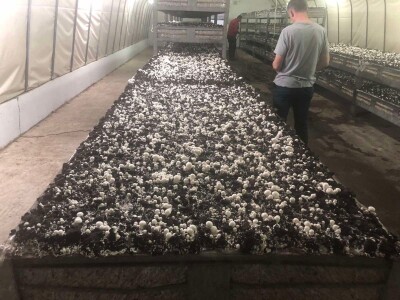 Fahir Hasanić: Najveći problem su proizvođači "na crno"