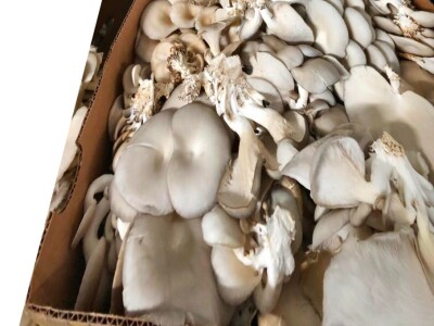 Fahir Hasanić: Najveći problem su proizvođači "na crno"