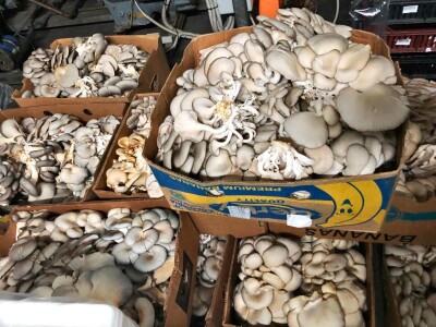 Fahir Hasanić: Najveći problem su proizvođači "na crno"