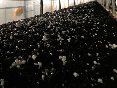 Fahir Hasanić: Najveći problem su proizvođači "na crno"