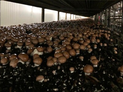 Fahir Hasanić: Najveći problem su proizvođači "na crno"