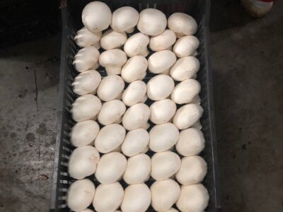 Fahir Hasanić: Najveći problem su proizvođači "na crno"