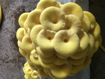 Fahir Hasanić: Najveći problem su proizvođači "na crno"