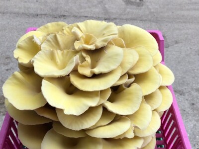 Fahir Hasanić: Najveći problem su proizvođači "na crno"