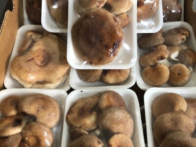 Fahir Hasanić: Najveći problem su proizvođači "na crno"