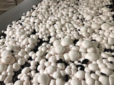 Fahir Hasanić: Najveći problem su proizvođači "na crno"