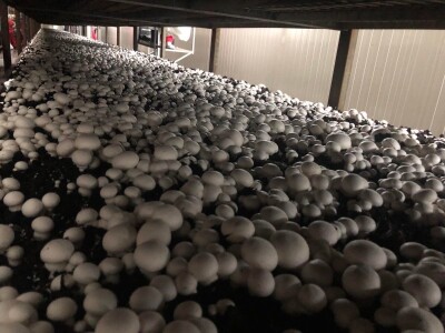 Fahir Hasanić: Najveći problem su proizvođači "na crno"