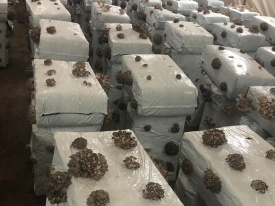 Fahir Hasanić: Najveći problem su proizvođači "na crno"