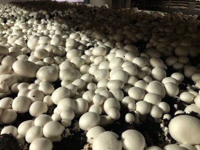 Fahir Hasanić: Najveći problem su proizvođači "na crno"