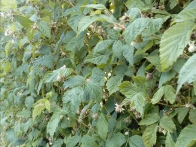 Fahira i Adil Prijić: Iz perspektive prodavača na pijaci