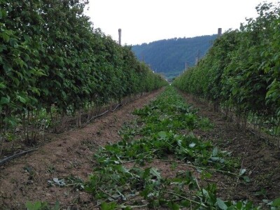 Fahira i Adil Prijić: Iz perspektive prodavača na pijaci